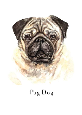 Pug