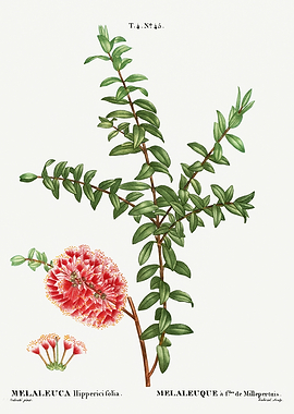 Traite Arbres 1819 HQ Orig