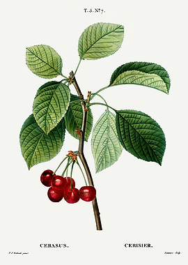 Traite Arbres 1819 HQ Orig