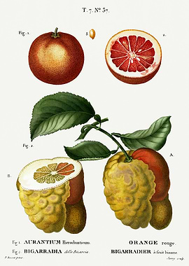 Traite Arbres 1819 HQ Orig