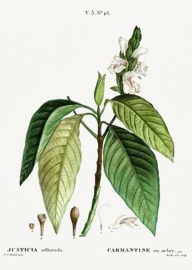 Traite Arbres 1819 HQ Orig