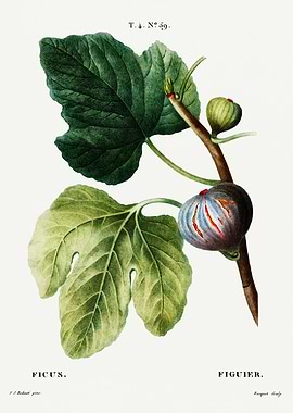 Traite Arbres 1819 HQ Orig