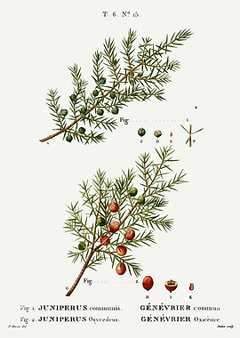 Traite Arbres 1819 HQ Orig