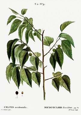 Traite Arbres 1819 HQ Orig