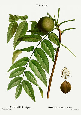 Traite Arbres 1819 HQ Orig