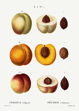 Traite Arbres 1819 HQ Orig