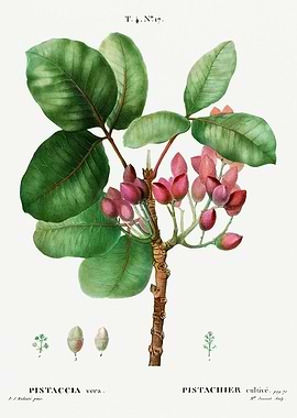 Traite Arbres 1819 HQ Orig