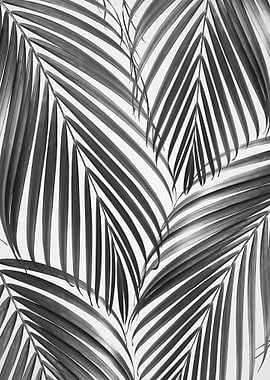 Palm Leaves BW