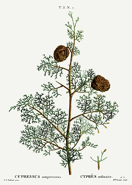 Traite Arbres 1819 HQ Orig