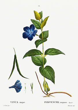 Traite Arbres 1819 HQ Orig