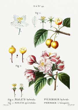 Traite Arbres 1819 HQ Orig