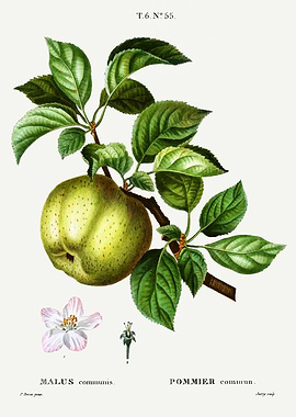 Traite Arbres 1819 HQ Orig