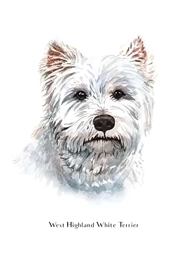 West Highland White Terrie