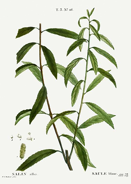 Traite Arbres 1819 HQ Orig