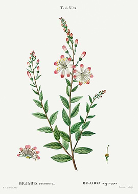 Traite Arbres 1819 HQ Orig