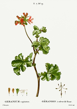 Traite Arbres 1819 HQ Orig