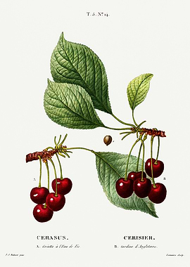 Traite Arbres 1819 HQ Orig