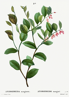 Traite Arbres 1819 HQ Orig