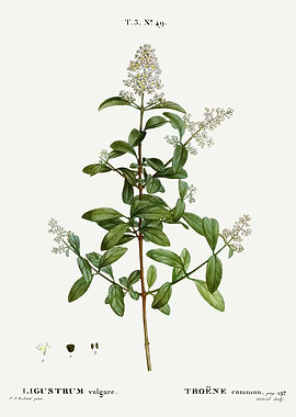 Traite Arbres 1819 HQ Orig