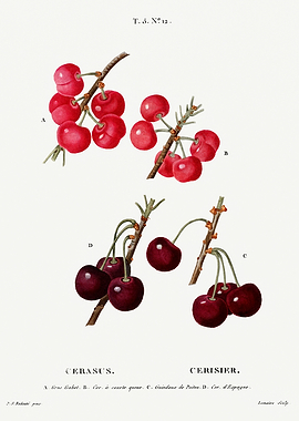 Traite Arbres 1819 HQ Orig