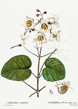 Traite Arbres 1819 HQ Orig