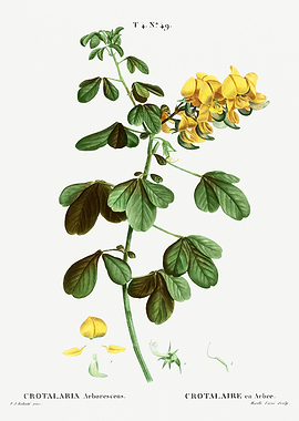 Traite Arbres 1819 HQ Orig