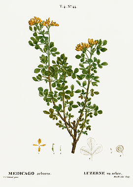 Traite Arbres 1819 HQ Orig