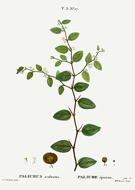 Traite Arbres 1819 HQ Orig