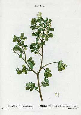 Traite Arbres 1819 HQ Orig