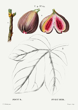 Traite Arbres 1819 HQ Orig