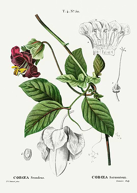 Traite Arbres 1819 HQ Orig