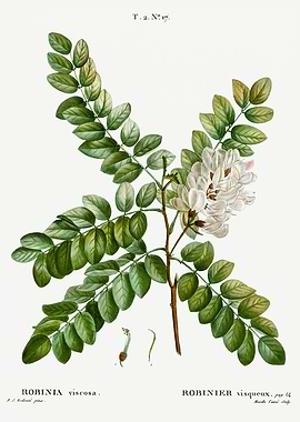 Traite Arbres 1819 HQ Orig