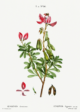 Traite Arbres 1819 HQ Orig