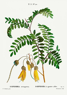 Traite Arbres 1819 HQ Orig