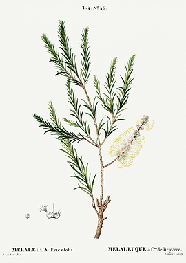 Traite Arbres 1819 HQ Orig