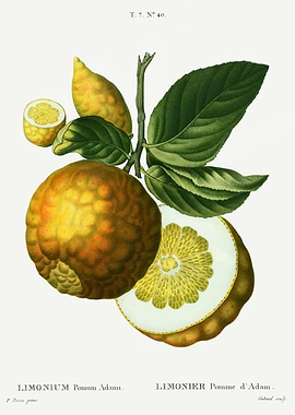 Traite Arbres 1819 HQ Orig