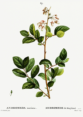 Traite Arbres 1819 HQ Orig