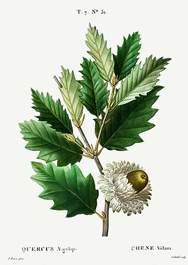 Traite Arbres 1819 HQ Orig