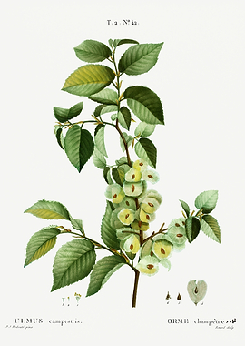 Traite Arbres 1819 HQ Orig