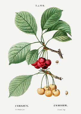 Traite Arbres 1819 HQ Orig