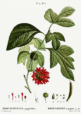 Traite Arbres 1819 HQ Orig