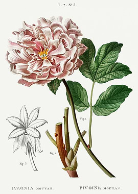 Traite Arbres 1819 HQ Orig