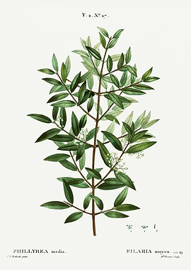 Traite Arbres 1819 HQ Orig