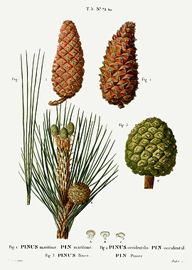 Traite Arbres 1819 HQ Orig