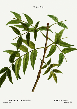 Traite Arbres 1819 HQ Orig