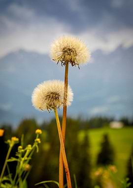 The dandelion flower