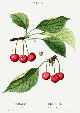 Traite Arbres 1819 HQ Orig