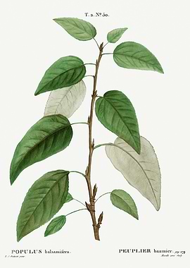 Traite Arbres 1819 HQ Orig