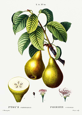 Traite Arbres 1819 HQ Orig