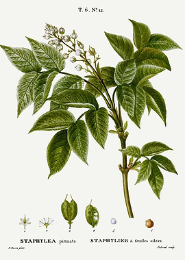 Traite Arbres 1819 HQ Orig